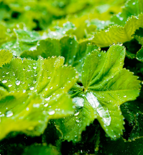 Lady's Mantle - Alchemilla vulgaris