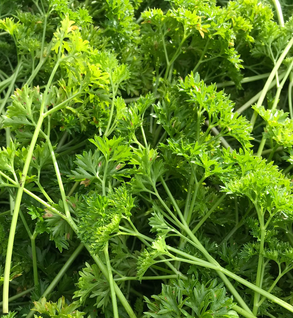 Parsley - Petroselinum crispum