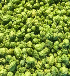 Hops - Humulus lupulus