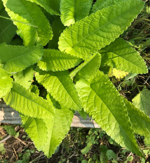 Wood Betony Leaf - Stachys officinalis