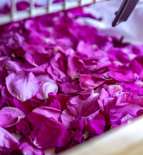 Rose Petals - Rosa rugosa