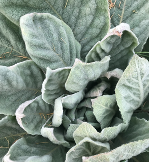 Mullein - Verbascum thapsus