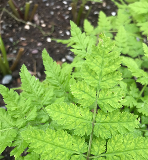 Sweet Cicely - Myrrhis odorata