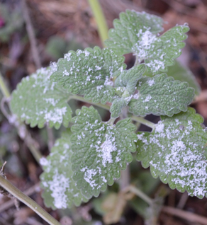 Catnip - Nepeta cataria