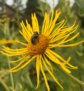 Elecampane Root - Inula helenium