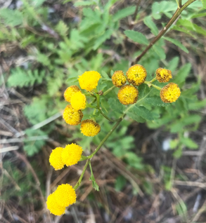 Tansy - Tanacetum vulgare