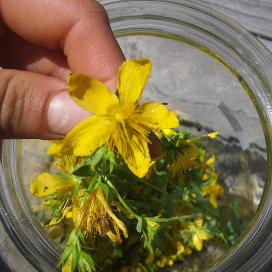 St. John's Wort - Hypericum perforatum