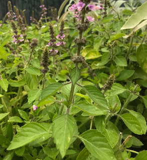 Basil, Tulsi Krishna, & Rama - Ocimum tenuiflorum & O. sanctum.