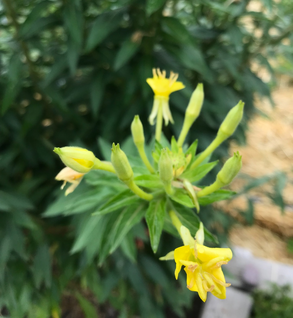 Evening Primrose - Oenothera biennis