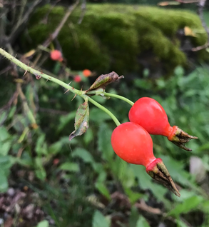 Rosehips - Rosa rubra