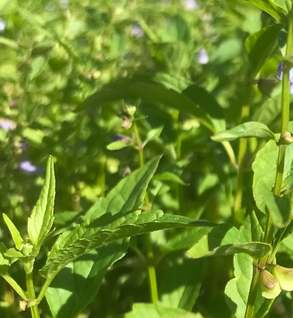 Skullcap, Baical - Scutellaria baicalensis