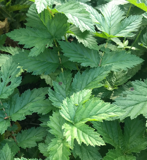Meadowsweet - Filipendula ulmaria