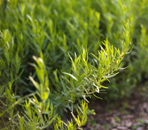 Tarragon, French - Artemisia dracunculus