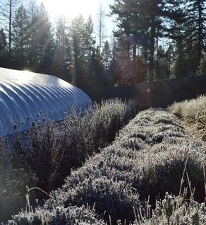 Lavender, French Fields - Lavandula angustifolia