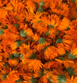 Calendula - Calendula officinalis