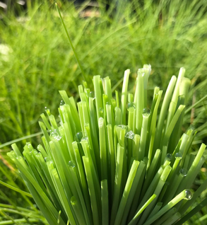 Chives - Allium schoenoprasum