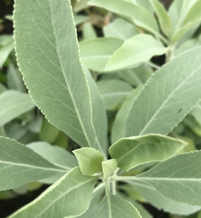 Sage, White - Salvia apiana