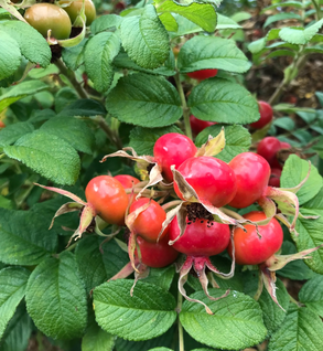 Rosehips - Rosa rugosa