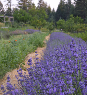 Lavender, Colby - Lavandula angustifolia