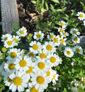 Feverfew Flower - Tanacetum parthenium