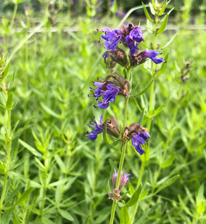 Hyssop - Hyssopus officinalis