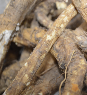 Horseradish Root - Armoracia rusticana