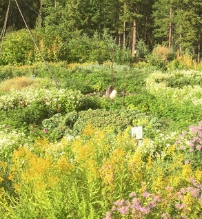 Goldenrod - Solidago canadensis