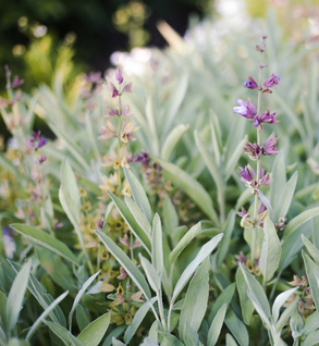 Sage, Culinary - Salvia officinalis