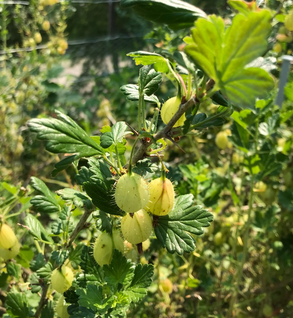 Gooseberry, Invicta - Ribes uva-crispa