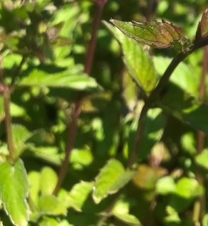 Mint, Candy Lime - Mentha