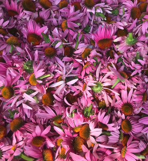 Echinacea Flower, Wide-Leaf - Echinacea purpurea