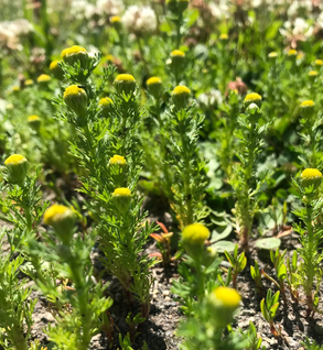 Pineapple Weed - Matricaria discoidea