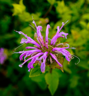 Bergamot Flower - Monarda fistulosa