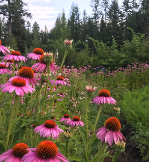 Echinacea Flower, Wide-Leaf - Echinacea purpurea