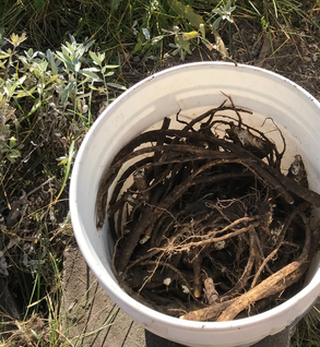 Burdock Root - Arctium lappa