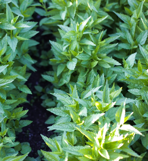 Mint, Spearmint - Mentha spicata