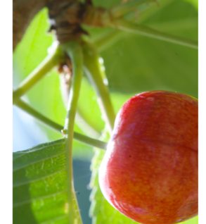 Cherries, Sweet - Prunus avium