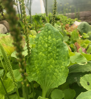 Plantain - Plantago major