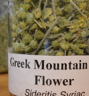 Greek Mountain Tea Flower - Sideritis