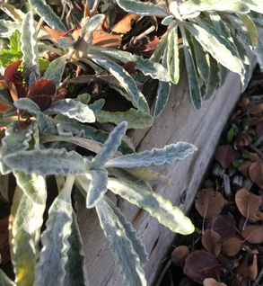 Greek Mountain Tea Leaf - Sideritis