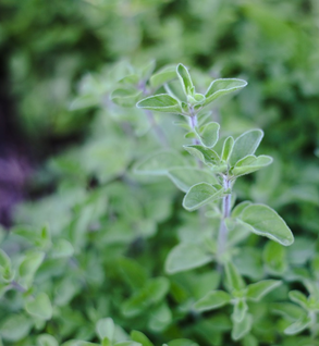 Oregano, Greek Kaliteri & Za'atar