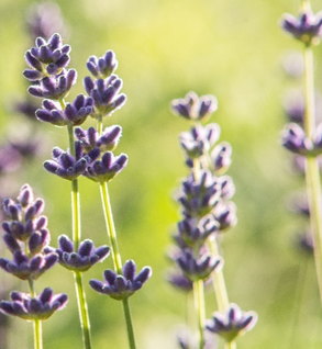 Lavender-Infused Oil