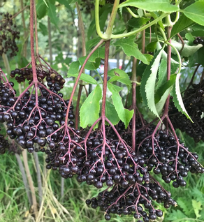 Elderberry, Black - Sambucus nigra