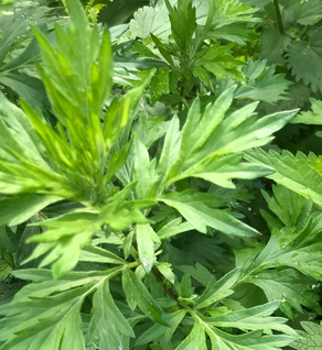 Mugwort - Artemisia vulgaris