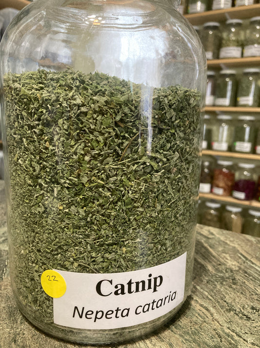 Catnip - Nepeta cataria