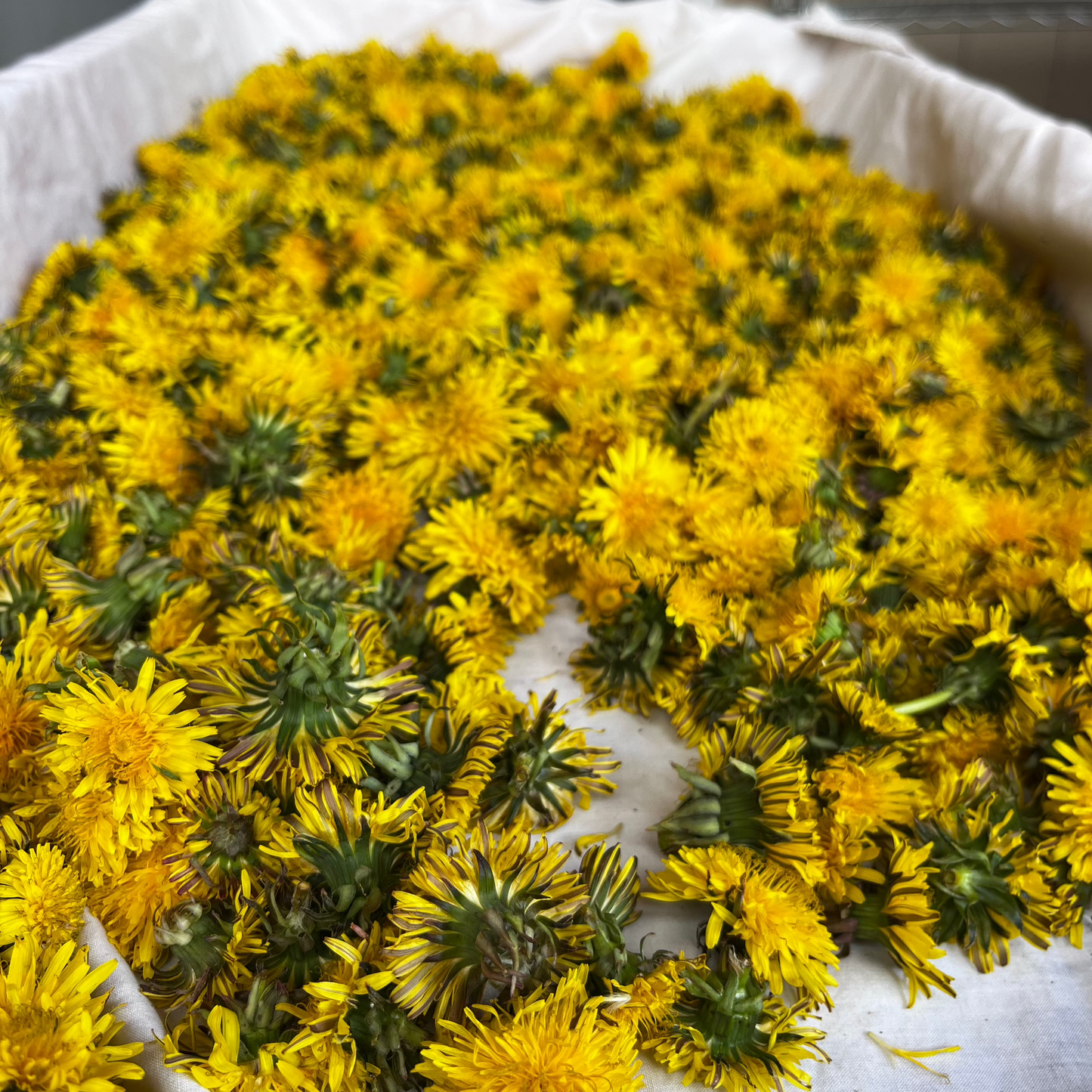 Dandelion Flower - Taraxacum officinale