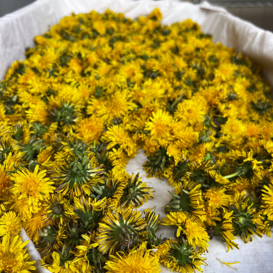Dandelion Flower - Taraxacum officinale