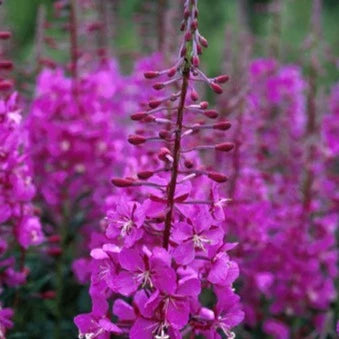 Fireweed - Chamaenerion angustifolium