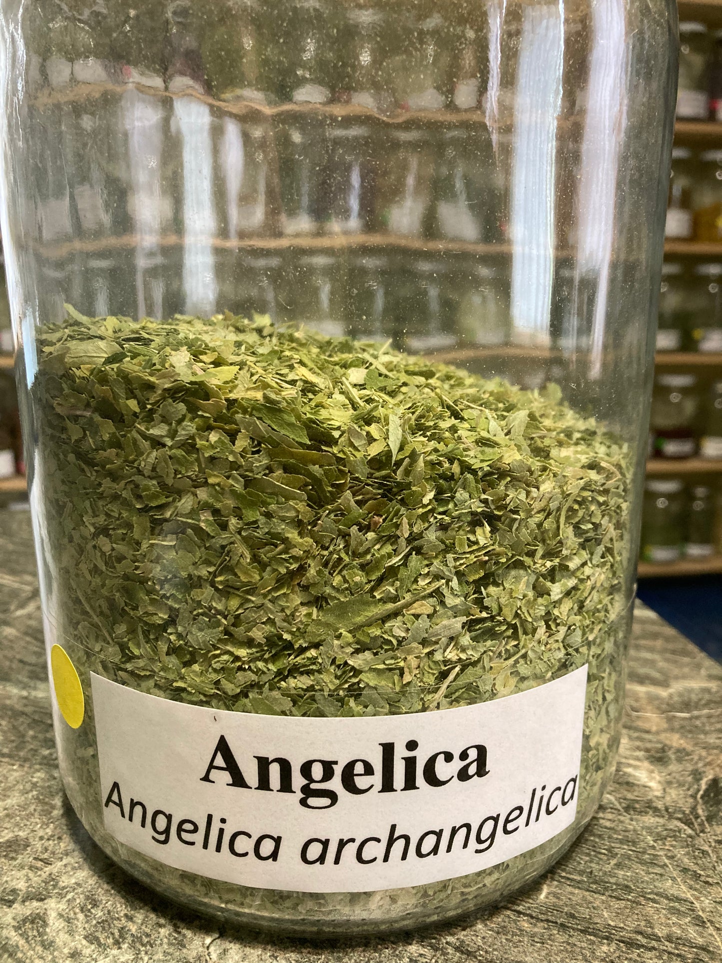 Angelica Leaf - Angelica archangelica