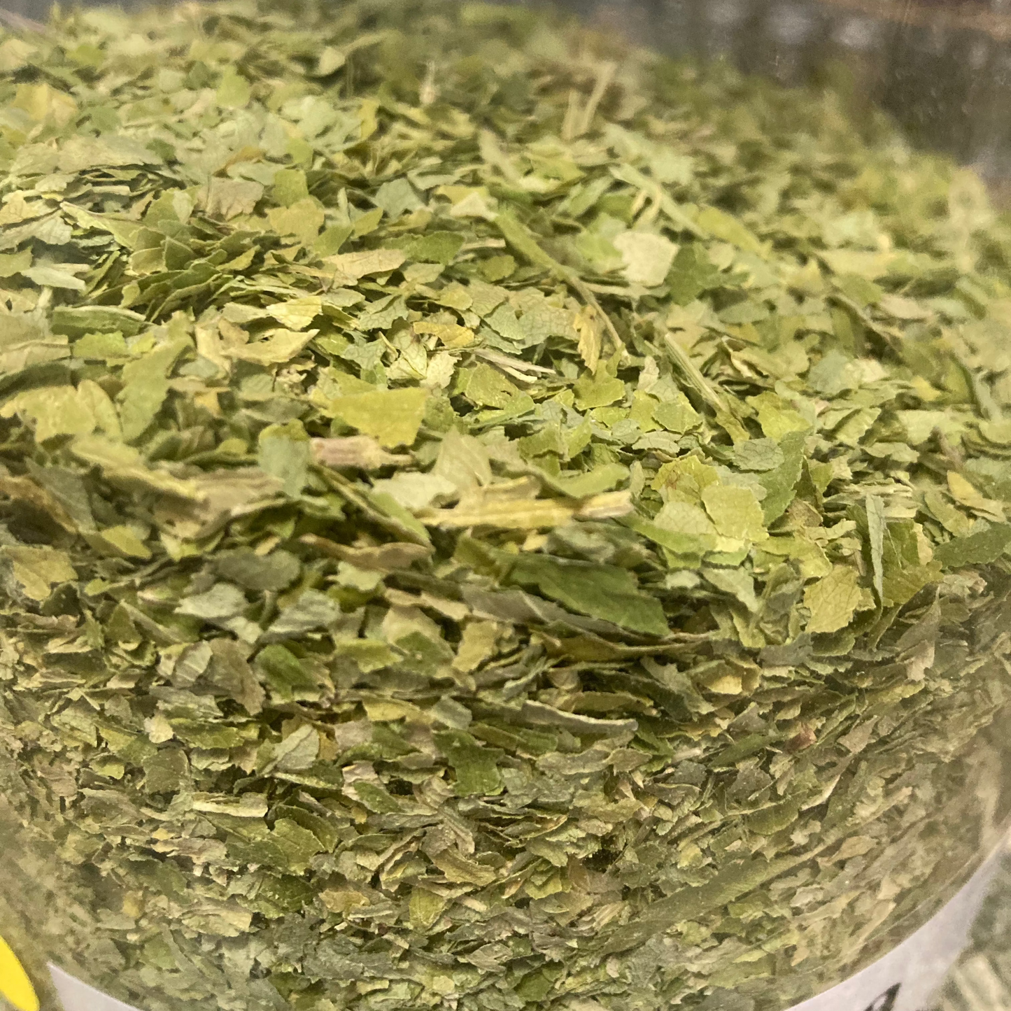 Angelica Leaf - Angelica archangelica